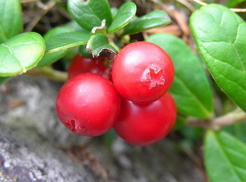 Vaccinium vitis-idaea / Mirtillo rosso